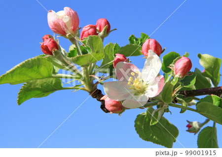 リンゴの花 リンゴの花 99001915