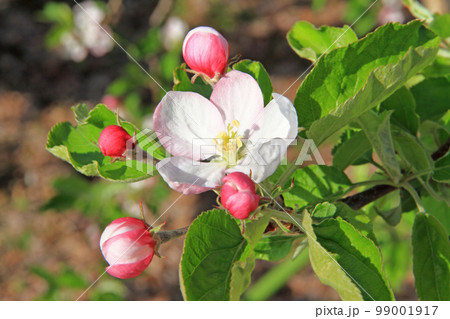 リンゴの花 リンゴの花 99001917