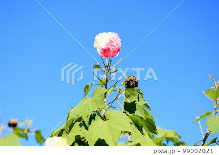 スイフヨウの花 スイフヨウの花 99002021