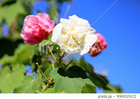 スイフヨウの花 99002022
