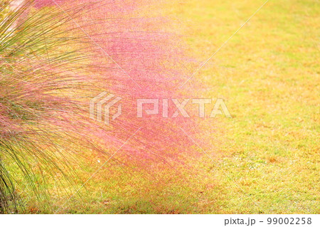 カピラリスの花穂 99002258