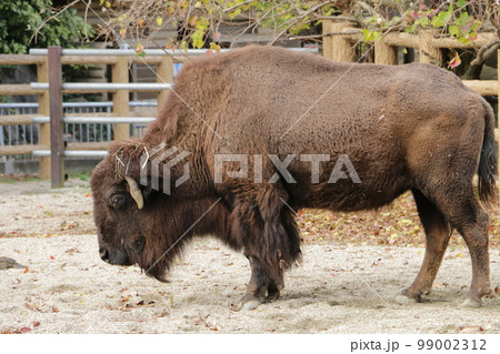 大きくがっしりしたアメリカバイソン 99002312