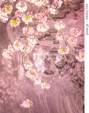 4月愛知・岩倉　岩倉五条川の桜ライトアップと花筏（岩倉桜まつり） 99002794
