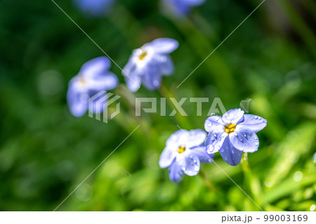 ハナニラの花　春のイメージ 99003169