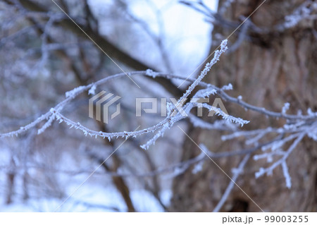 木の枝に付着した白い氷　樹霜　冬の寒い朝 99003255