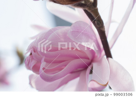 ピンクの花を付けたシデコブシ 99003506