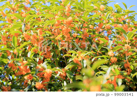 キンモクセイの花 キンモクセイの花 99003541