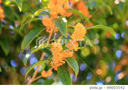 キンモクセイの花 キンモクセイの花 99003542