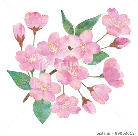 桜の花と枝と葉っぱの手書きの水彩画イラストパーツ 99003615