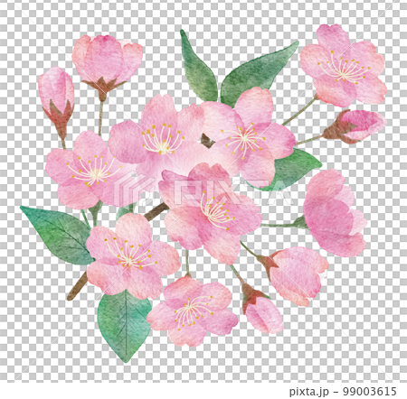 桜の花と枝と葉っぱの手書きの水彩画イラストパーツ 99003615