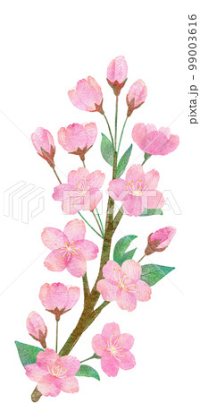 桜の花と枝と葉っぱの手書きの水彩画イラストパーツ 桜の花と枝と葉っぱの手書きの水彩画イラストパーツ 99003616