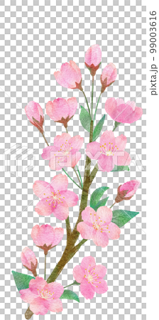 Hand-drawn watercolor illustration parts of cherry blossoms, branches and leaves 99003616