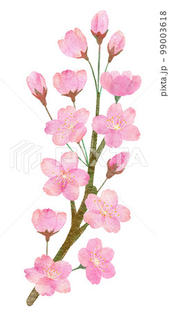 桜の花と枝の手書きの水彩画イラストパーツ 99003618