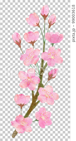 桜の花と枝の手書きの水彩画イラストパーツ 99003618