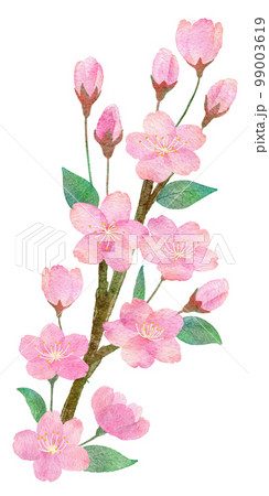 桜の花と枝と葉っぱの手書きの水彩画イラストパーツ 99003619