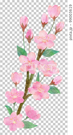 桜の花と枝と葉っぱの手書きの水彩画イラストパーツ 99003619