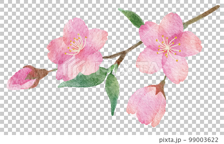 桜の花と枝と葉っぱの手書きの水彩画イラストパーツ 99003622