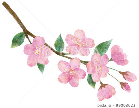 桜の花と枝と葉っぱの手書きの水彩画イラストパーツ 99003623