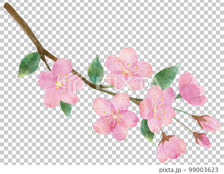 Hand-drawn watercolor illustration parts of cherry blossoms, branches and leaves 99003623