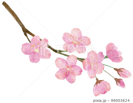 桜の花と枝の手書きの水彩画イラストパーツ 99003624