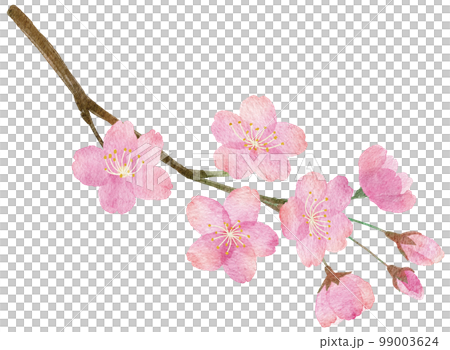 桜の花と枝の手書きの水彩画イラストパーツ 99003624
