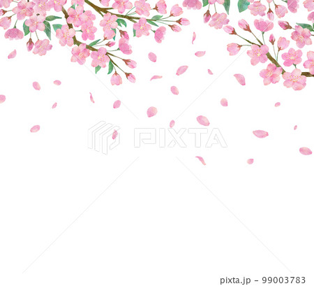 桜の花と綺麗に舞い散る桜の花びらの透明背景の水彩画イラスト 99003783
