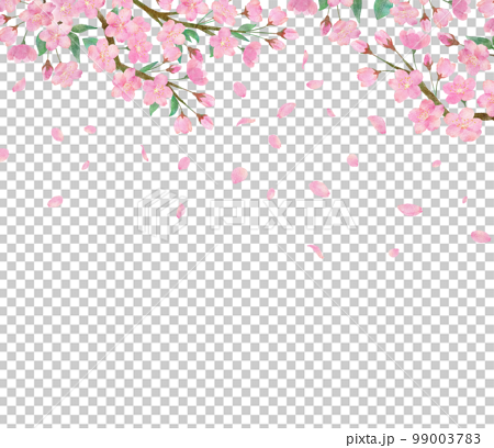 桜の花と綺麗に舞い散る桜の花びらの透明背景の水彩画イラスト 99003783