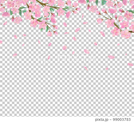 桜の花と綺麗に舞い散る桜の花びらの透明背景の水彩画イラスト 99003783