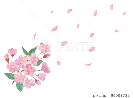 桜の花と綺麗に舞い散る桜の花びらの透明背景の水彩画イラスト 99003785