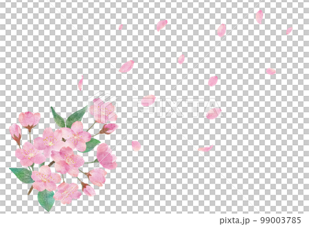 桜の花と綺麗に舞い散る桜の花びらの透明背景の水彩画イラスト 99003785