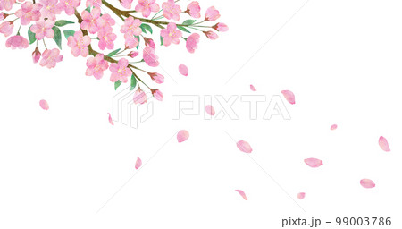 桜の花と綺麗に舞い散る桜の花びらの透明背景の水彩画イラスト 99003786