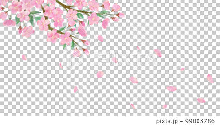 桜の花と綺麗に舞い散る桜の花びらの透明背景の水彩画イラスト 99003786