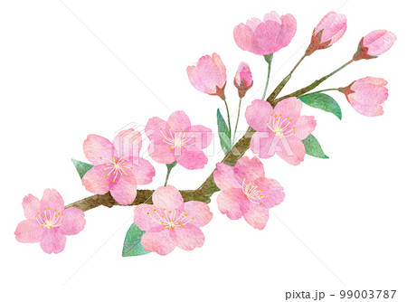 桜の花と枝と葉っぱの手書きの水彩画イラストパーツ 99003787