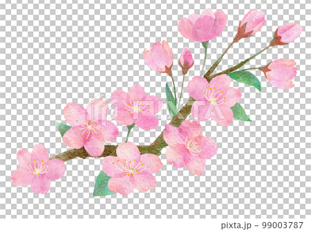 桜の花と枝と葉っぱの手書きの水彩画イラストパーツ 99003787