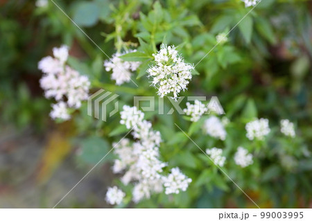 フジバカマの花 99003995
