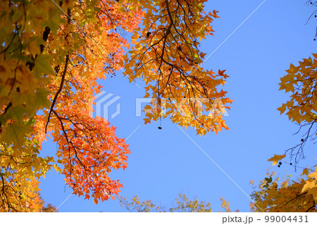 青空と紅葉 下から見た景色 青空と紅葉 下から見た景色 99004431