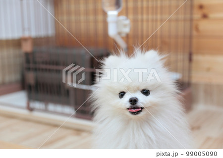 愛犬のポメラニアン 愛犬のポメラニアン 99005090