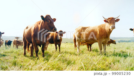 Farm, nature and cow field in countryside with peaceful animals eating and relaxed in sunshine. Livestock, farming and cattle for South Africa agriculture with green grass in pasture landscape. 99005230
