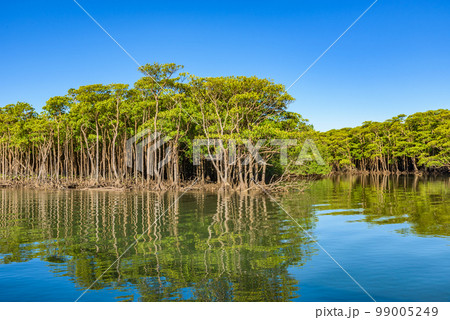 世界自然遺産「奄美大島、徳之島、沖縄島北部及び西表島」　仲間川のマングローブ林（西表島） 99005249