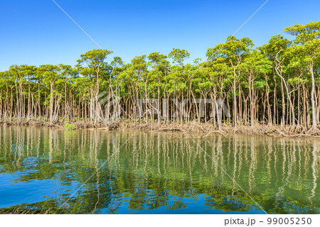 世界自然遺産「奄美大島、徳之島、沖縄島北部及び西表島」 仲間川のマングローブ林(西表島) 世界自然遺産「奄美大島、徳之島、沖縄島北部及び西表島」 仲間川のマングローブ林(西表島) 99005250