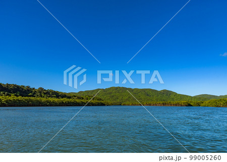 世界自然遺産「奄美大島、徳之島、沖縄島北部及び西表島」　仲間川のマングローブ林（西表島） 99005260