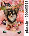 ひな祭りのコスプレをした犬の写真 99005548