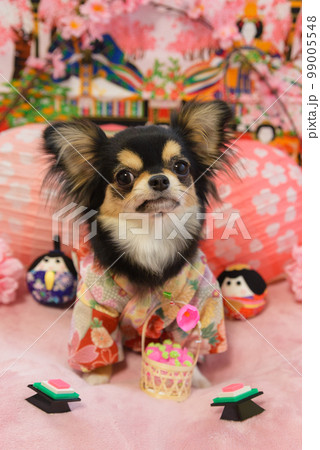 ひな祭りのコスプレをした犬の写真の写真素材 [99005548] - PIXTA