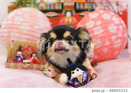 ひな祭りのコスプレをした犬の写真 99005552