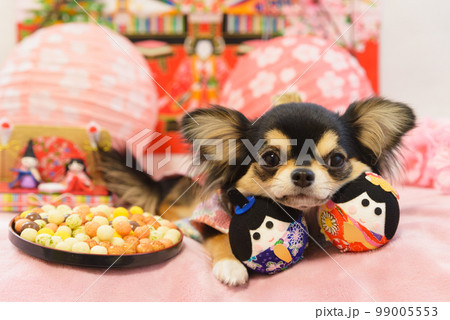 ひな祭りのコスプレをした犬の写真 99005553