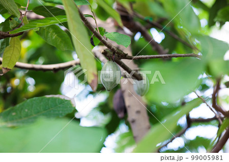 カカオ カカオ 99005981