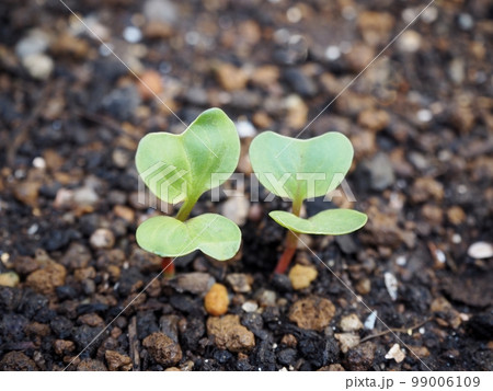 ラディッシュの発芽 99006109