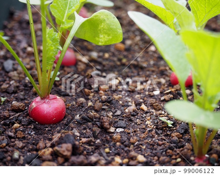 ラディッシュの栽培 99006122