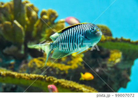 水族館 水槽の中を中を気持ちよさそうに泳ぐ魚たち 水族館 水槽の中を中を気持ちよさそうに泳ぐ魚たち 99007072