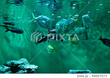 水族館　水槽の中を中を気持ちよさそうに泳ぐ魚たち 99007075